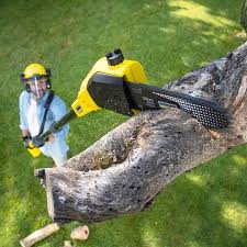 How Our Tree Care Process Works  in  Concordia, KS